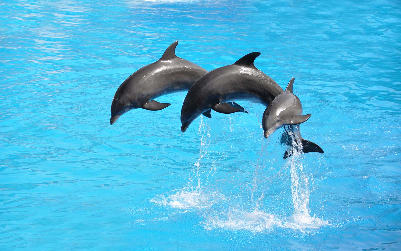 Mystic Aquarium: Exhibits, Encounters, Shows and 4D Movies