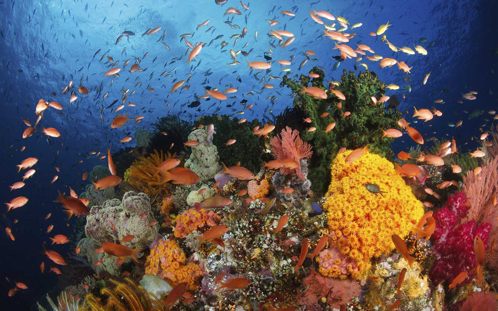 Watch What Is The 4D Theater At Mystic Aquarium Download