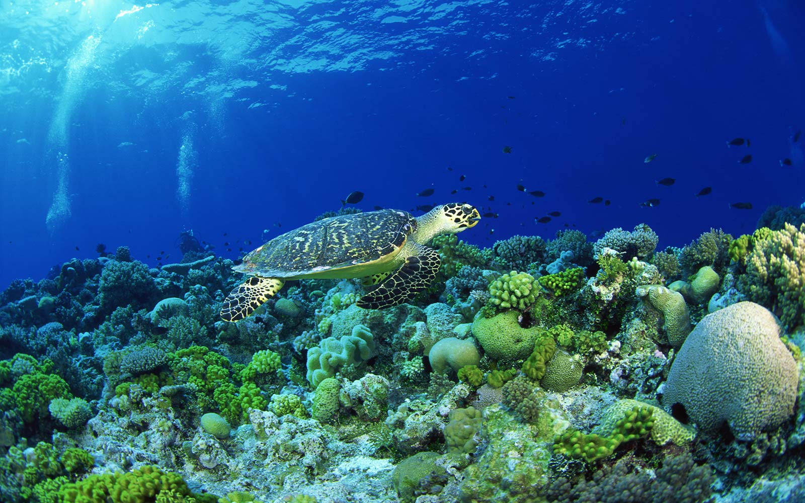 Top Mystic, CT Attractions Whitehall Mansion Inn